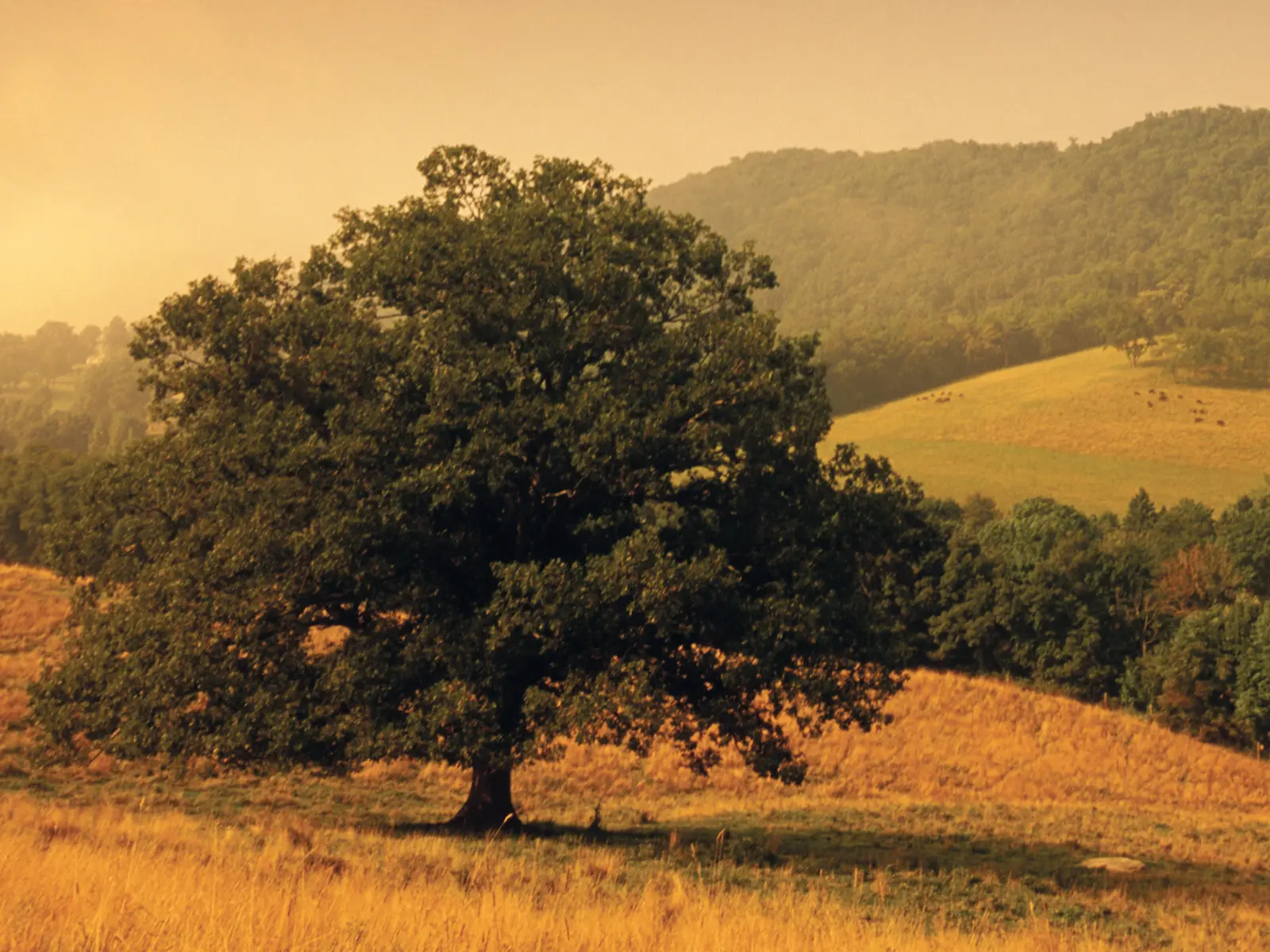 sunset-tree-rolling-hills