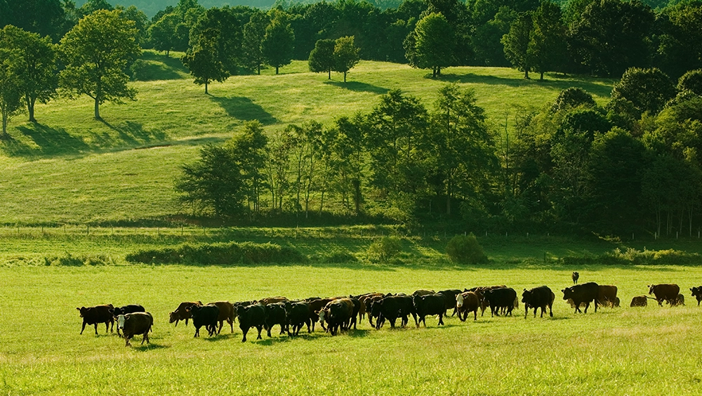 bundoran-farm-cows