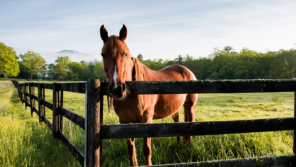 clear-springs-horse-pasture